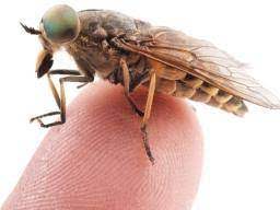 Horsefly Bites Identification And Treatment
