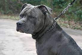 Both dog breeds look similar somehow, but their appearance slightly differs. Bulldog Blue Nose