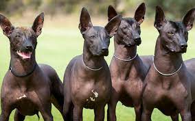 Significados de xoloscuintle en diccionario inglés español : Xoloitzcuintle Breeders Australia Xoloitzcuintle Info Puppies