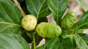 Image result for Morinda