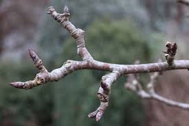 The pear is botanically called pyrus communis. Fruit Tree Winter Wash