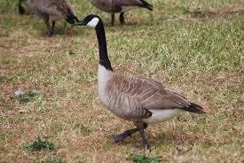 Get rid of geese and keep geese away. Geese In The Garden Controlling Geese In The Home Garden
