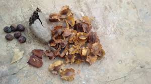 Image result for Cola lateritia