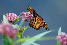 Instead of being limited to liquids, they eat. These Butterflies Evolved To Eat Poison How Could That Have Happened The New York Times