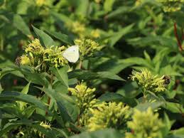 Maybe you would like to learn more about one of these? Amerikanische Weigelie Butterfly Diervilla Sessiliflora Butterfly Baumschule Horstmann