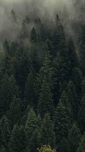 Aesthetic pastel wallpaper aesthetic backgrounds aesthetic wallpapers. áµ‚á´¬á´¸á´¸á´¾á´¬á´¾á´±á´¿Ë¢ Tree Wallpaper Iphone Forest Wallpaper Tree Wallpaper