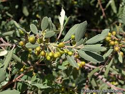 Image result for Erlangea remifolia