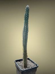 Image result for Pycreus aethiops