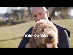 Find out what works well at pets at peace from the people who know best. Canberra Interstate International Pet Transport Jetpets Au