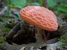 Los hongos se reproducen de forma sexual y asexual, mediante la producción de esporas; Derrumbe Psilocybe Caerulescens Naturalista