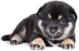 Find your new shibe puppy here! How Much Do Shiba Inu Puppies Cost My First Shiba Inu