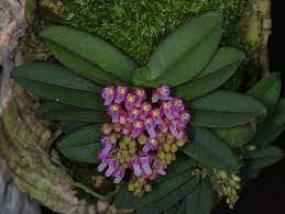 Iospe Photos Orchid Plants Beautiful Orchids Miniature Orchids