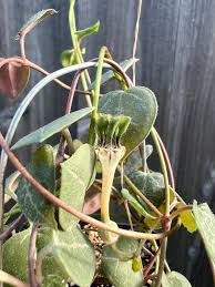 Image result for Ceropegia rendallii