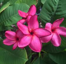 Pin On Frangipani Collection