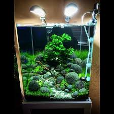 Inspirations Experienced Equipment Knowledge Planning Progress Settings Sharing Aquatic Fresh Water Fish Tank Tropical Fish Aquarium Fish Tank Themes