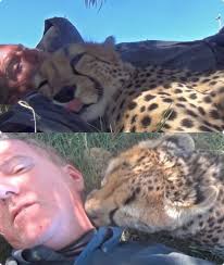 Photographer's life flashes before his eyes when he wakes up with a cheetah  over his arm. While out in Namibia's savanna, wildlife photographer Ben  Carver hadn't seen action for hours, so he