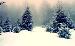 We did not find results for: Winter Forest Nature Wallpaper Winter Wallpaper Snow Forest Winter Trees