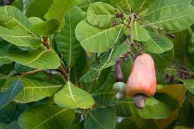 The fruit of the cashew tree is an accessory fruit (sometimes called a pseudocarp or false fruit). Kasuy Kasoy Casuy Casoy