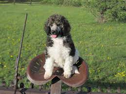 I wanted a parti so we could produce the most color possible in our aussiedoodle and labradoodle mix puppies. Previous Litters