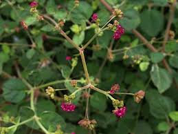 Image result for Boerhavia repens