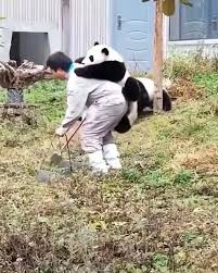 Pin By Endorfin On Panda Video Video In 2020 Funny Animal Videos Cute Animals Cute Baby Animals