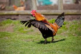 Granted, a chicken doesn't fly much anyway because their body mass prevents them (in most cases) from getting more than a few feet off the ground. Can Chickens Fly Everything You Want To Know Chickens And More