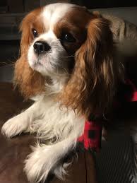 Cavalier King Charles