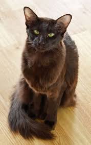 Chocolate Cat Colors Cats Brown Cat
