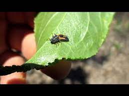 Strange Looking Bugs Are All Over My Plum Tree Youtube