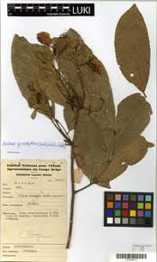 Image result for Berlinia grandiflora