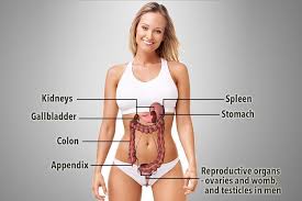 Women back body parts image real. Your Stomach And Six Other Major Organs You Can Survive Without