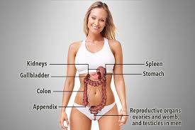 The heart is a muscle at the center of your circulatory system. Your Stomach And Six Other Major Organs You Can Survive Without