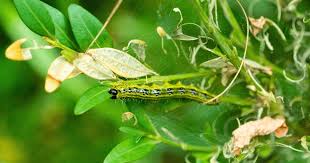 Image result for caterpillar box tree moth inside buxus plant