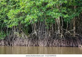 Image result for Rhizophora mucronata