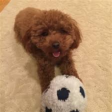 For example, they must not disturb your mini poodle when sleeping or eating. Poodle Eye Tear Stains Poodle Information Center