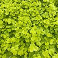 Image result for Alchemilla ellenbeckii