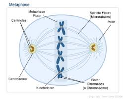 This cell is in the interphase stage of the cell cycle. Mitosis Biol110f2012 Confluence