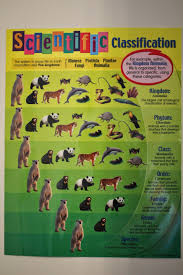 Spark And All Apologia Zoology 1 Lesson 1 Apologia Science Learning Science Science Curriculum