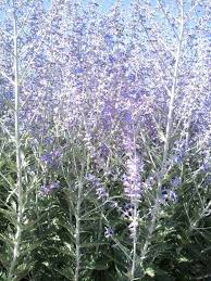 Image result for Perovskia atriplicifolia 'blue spire'