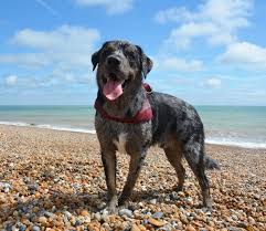 Tri color puppies are also possible. Merle Labrador Retriever X Border Collie For Stud London West London Pets4homes