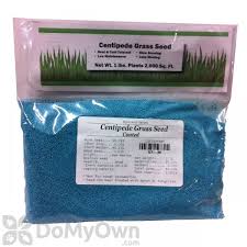 Secondly, make sure there is plenty of water during the first few weeks of growing. Centipede Grass Seed Coated