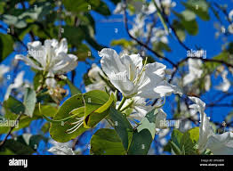 Image result for Bauhinia variegata