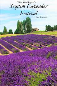 The lavender are in full bloo. Visit Beautiful Lavender Farms At Sequim Lavender Festival Washington