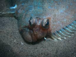 Maybe you would like to learn more about one of these? Types Of Flatfish The Complete Guide
