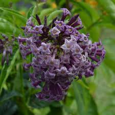 Image result for Cestrum