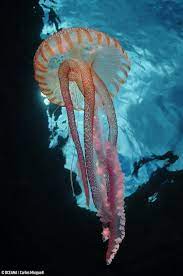 Pin On Jellyfish