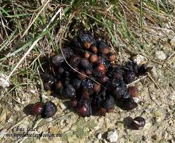 Image result for marten poop
