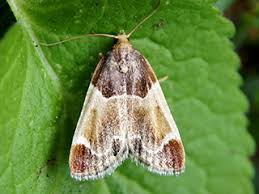 Image result for Pyralis lienigialis