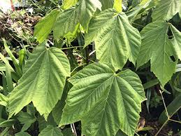 Image result for Rhaptopetalum