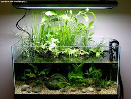 Persistent Myths About Planted Ripariums Aquarium Fish Tank Planted Aquarium Aquarium Fish